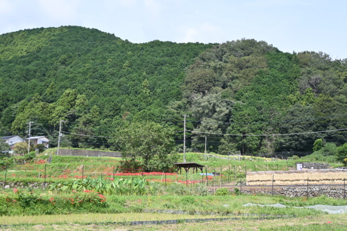 伊勢原市に広がる自然の風景