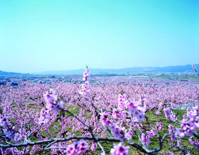 紀の川市の桃源郷