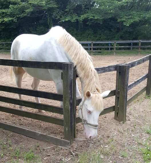 コジマに隣接する富里ホースパークで飼育されているポニー