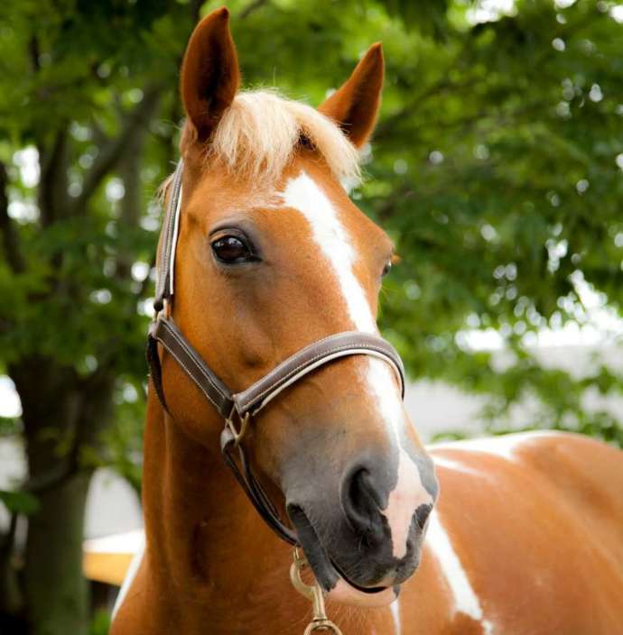 クレイン学研都市で飼育されている馬