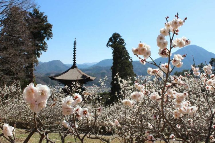 大法寺の国宝・三重塔と梅の花