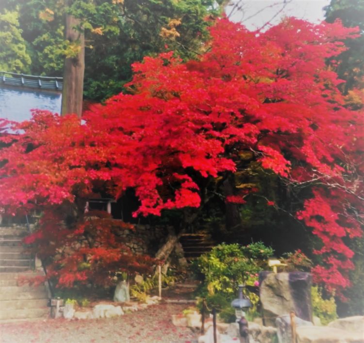 大國寺の参拝者からの感想や口コミ