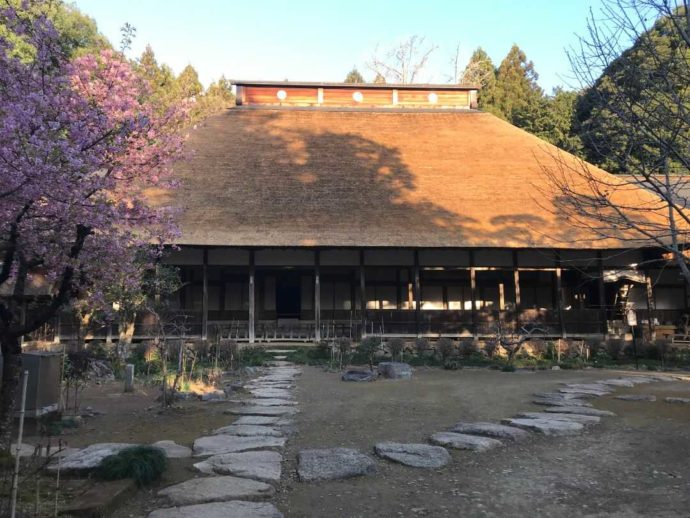 栃木県大田原市にある大雄寺と梅の木