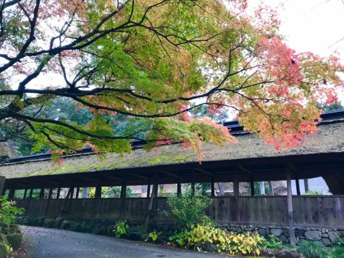 栃木県大田原市にある大雄寺の木々が紅葉し始める様子