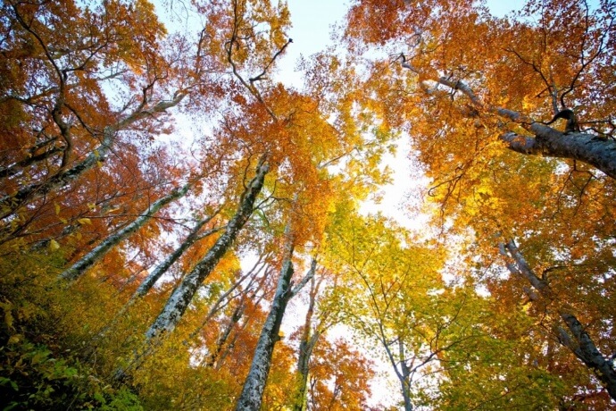 紅葉の季節のブナの原生林