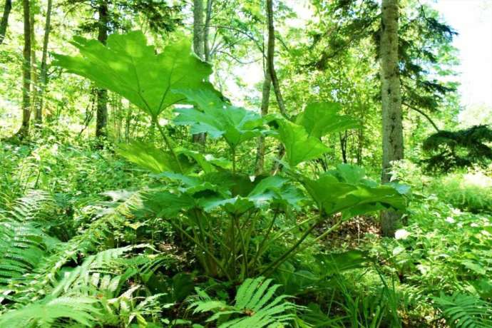 「大雪 森のガーデン」に生い茂る熱帯植物グンネラ・マニカタ