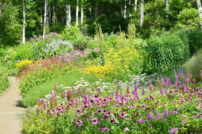 「大雪 森のガーデン」の9月の森の花園の様子