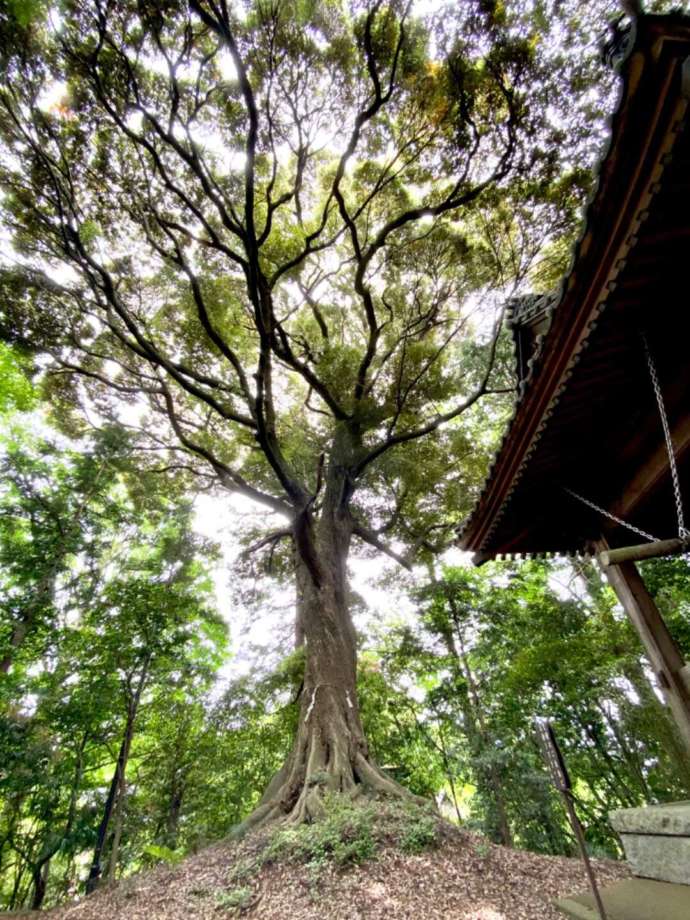 大聖寺の御神木