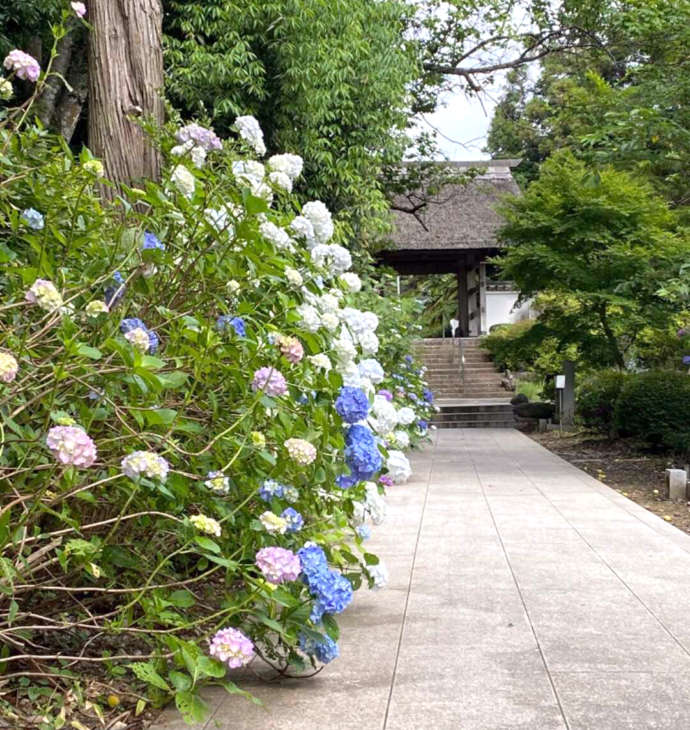 大聖寺の参道の紫陽花