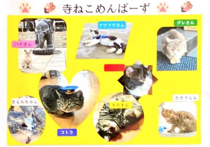 大聖寺の寺猫さんたち