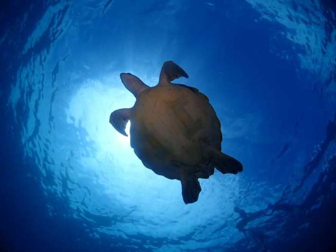 石垣島の海で出会うことのできるウミガメ