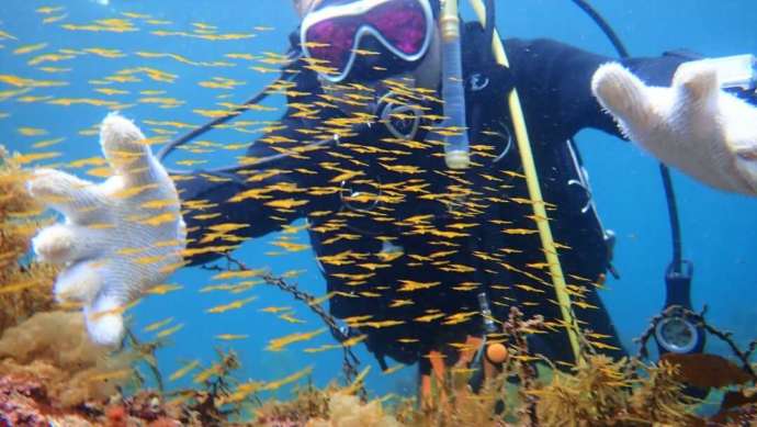 スキューバダイビングで色鮮やかな海底の景色に触れる様子