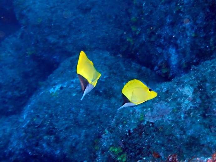 東京都三宅島の「ドルフィンクラブ三宅島」のツアー中に見つけた熱帯魚