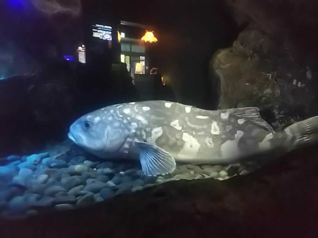 丼兵衛で食べられる幻の深海魚あぶらぼうず