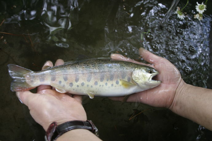 道志川で釣れたヤマメ