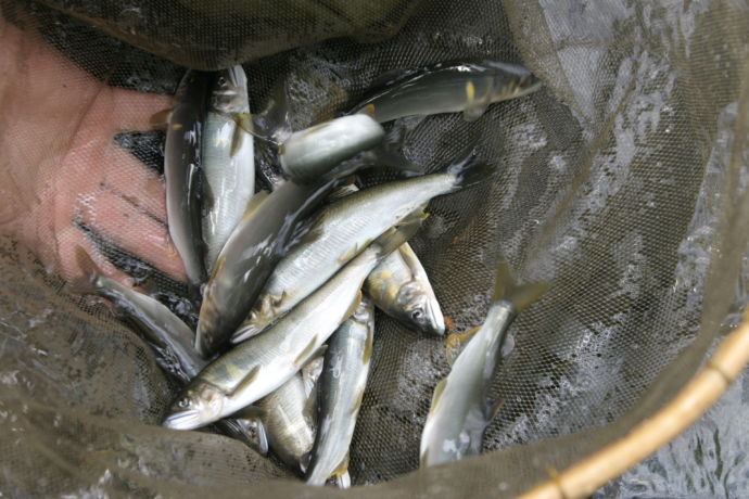 道志川で釣れたアユ