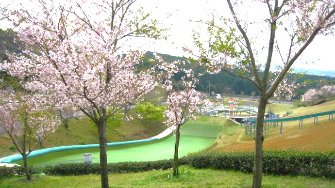 大村市の琴平スカイパークで咲く桜の様子