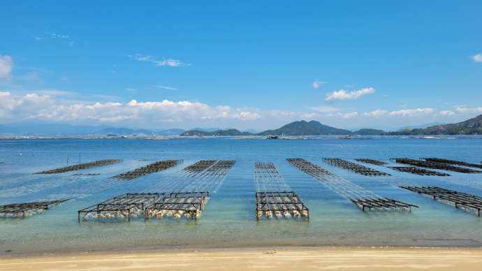 江田島市におけるカキの養殖の様子