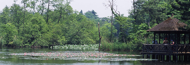 石神井公園にある池の写真