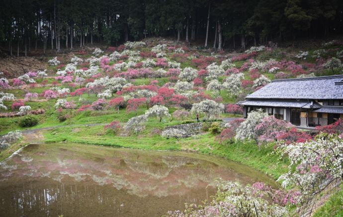 串原のしだれ桃園の風景