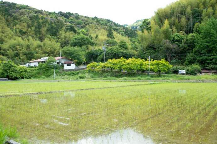 静岡県藤枝市の「藤枝市陶芸センター」の周辺にある田んぼ