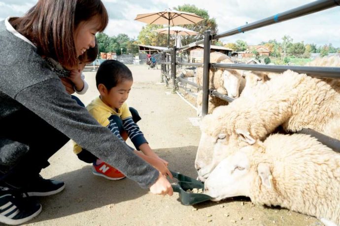 堺・緑のミュージアム ハーベストの丘で羊のえさやり体験に参加中の親子