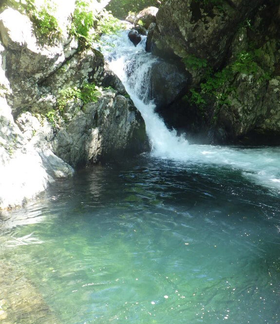 透明度の高い水面と豊かな自然が広がる尾瀬の渓流