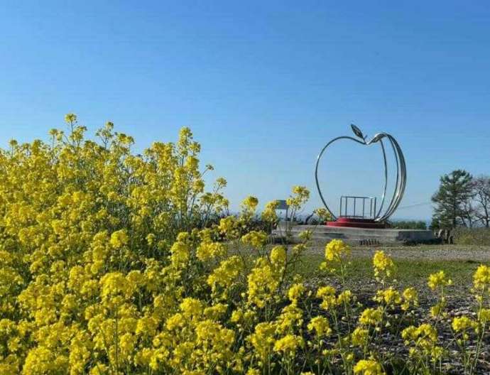 北海道余市町にあるニトリ観光果樹園で満開になった菜の花