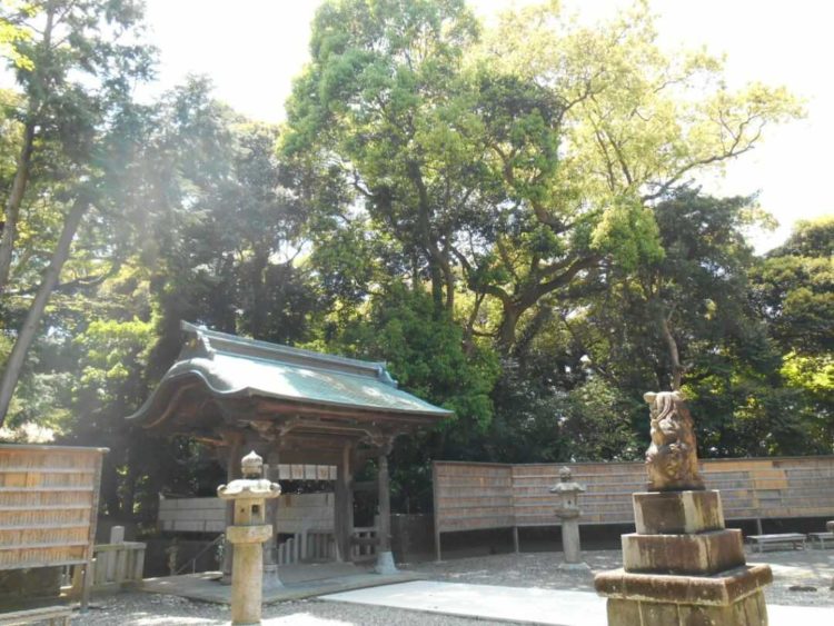 静岡県磐田市にある府八幡宮の参道から緑を仰ぐ