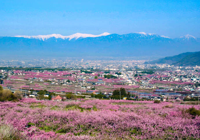 桃の花で染まる笛吹市