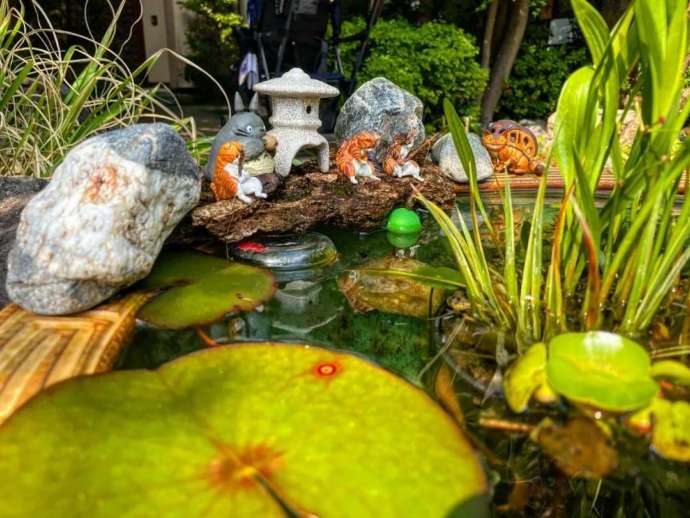 普賢寺の水鉢にいるネコ