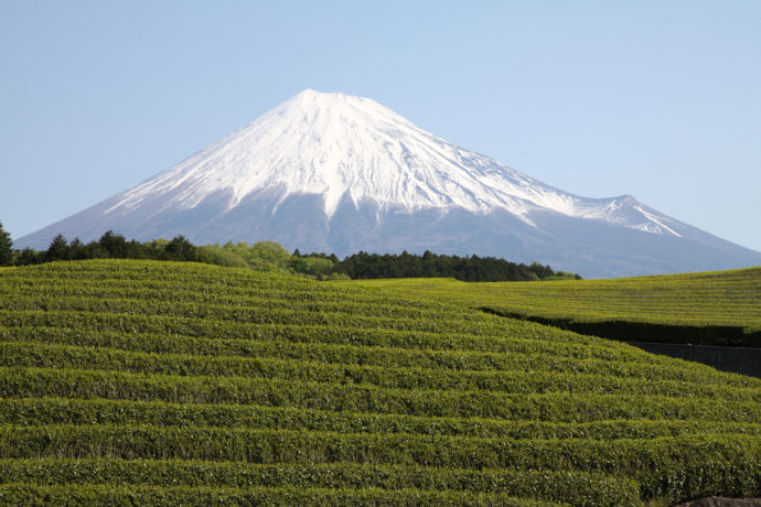 茶畑と富士山