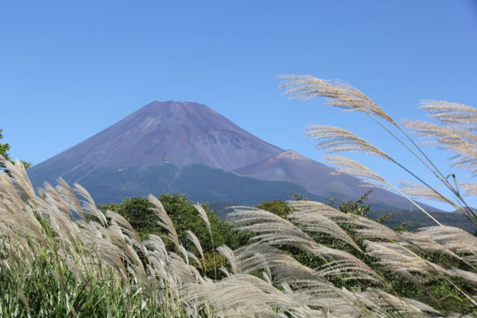 すすきと富士山