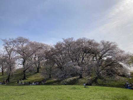 津堂城山古墳でお花見を楽しむ人々