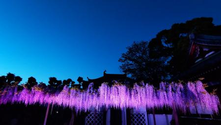 藤の花がライトアップされた、夜の葛井寺