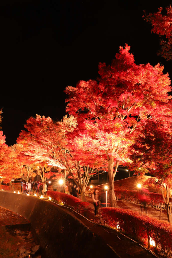 河口湖周辺の、ライトアップされた紅葉並木