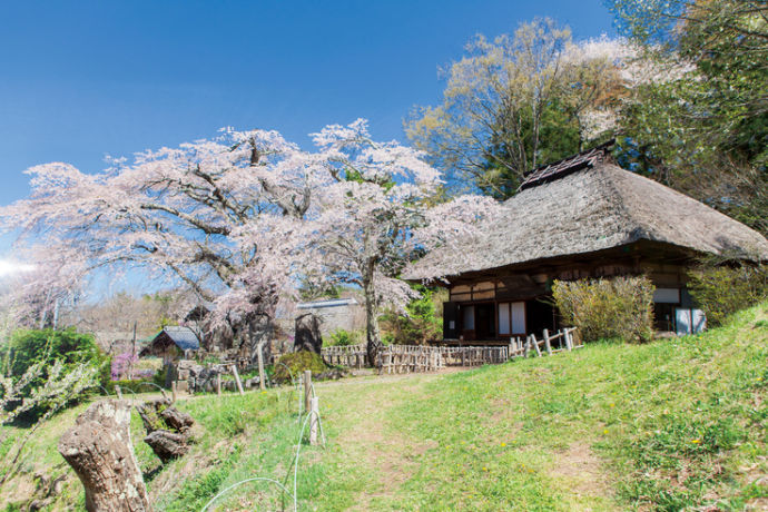 高森観音堂の桜