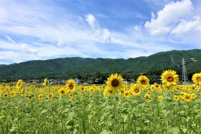 南アルプスとカゴメファームのひまわり