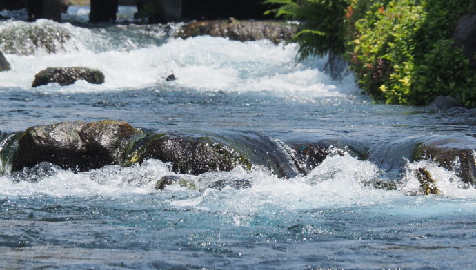 静岡県富士宮市の神田川（湧水）