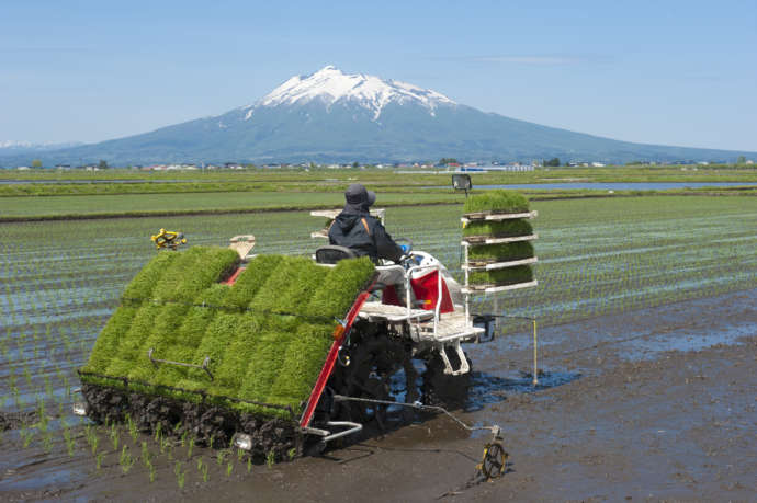 藤崎町の田植えの様子