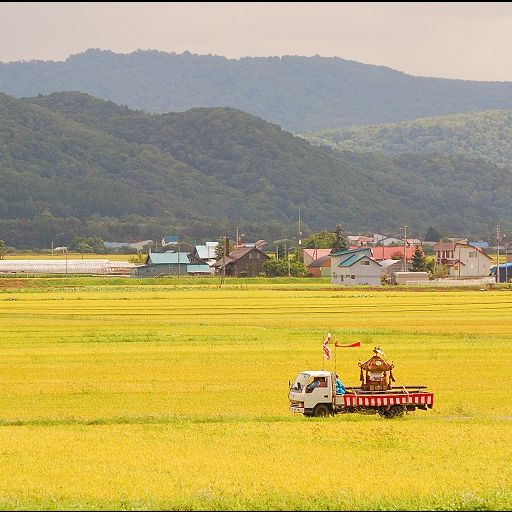 深川市の秋の田んぼ