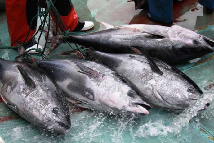 深浦町で獲れたマグロ