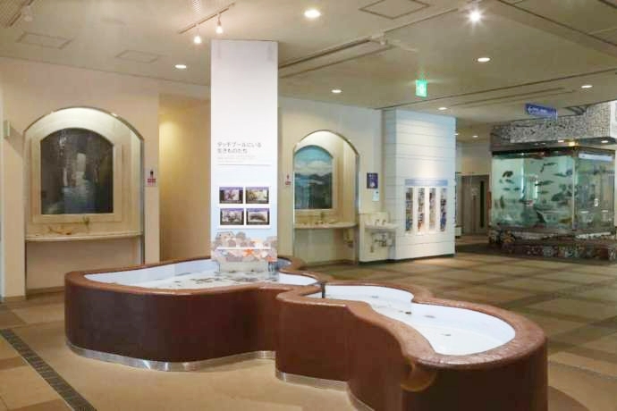 福井県海浜自然センターのタッチプール