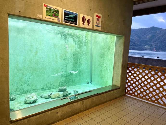 福井県海浜自然センターの屋外にある水槽
