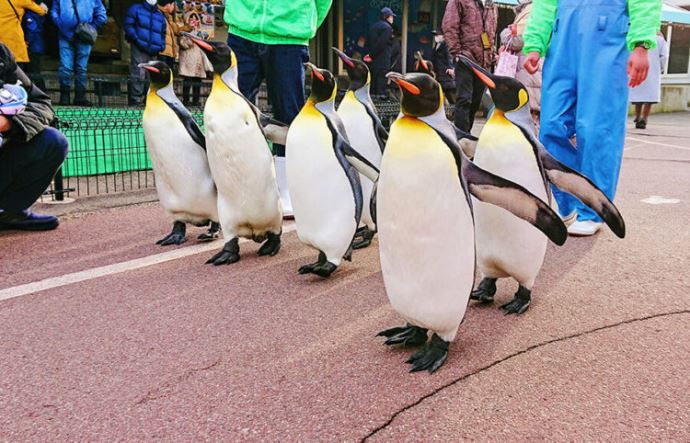 越前松島水族館と周辺を満喫するドライブデートプラン！体験型水族館で仲良し度UP