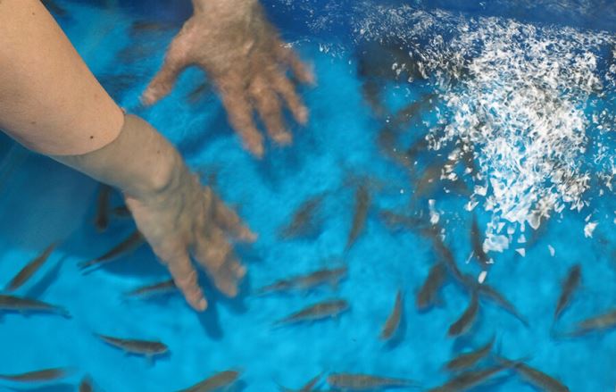 越前松島水族館ドクターフィッシュ