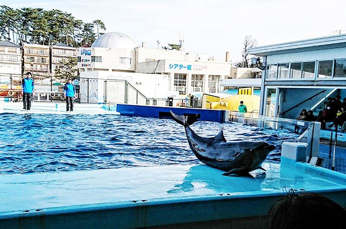 越前松島水族館イルカショー