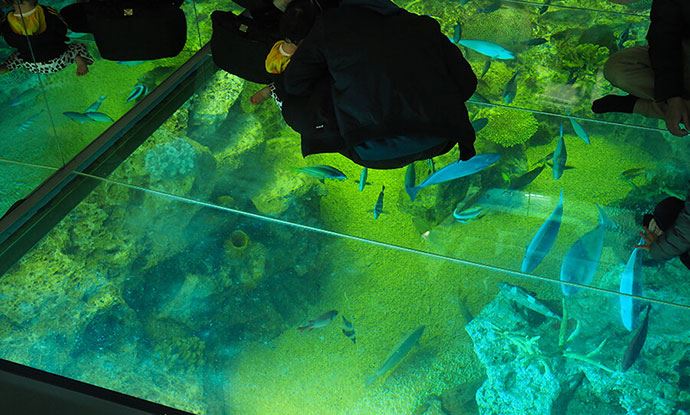 越前松島水族館水槽の床