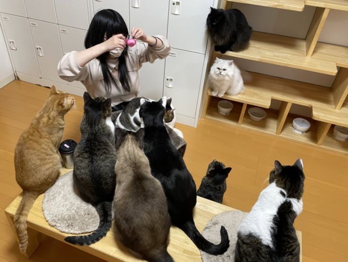 猫カフェ 福ねこでおやつをねだる猫たち