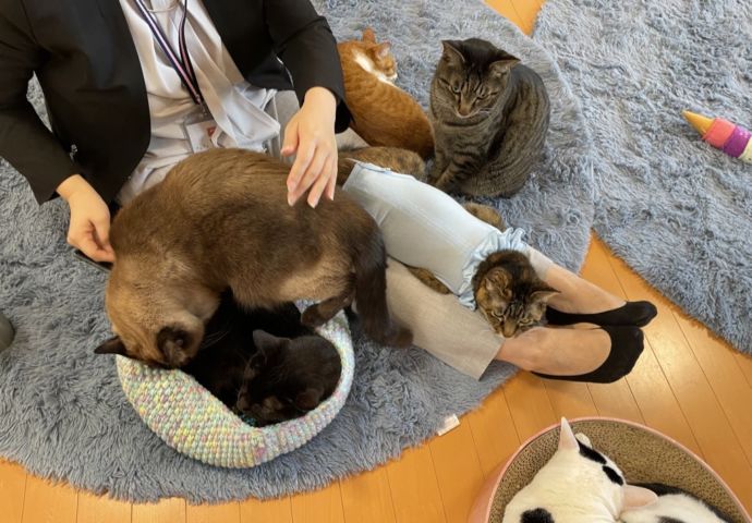 猫カフェ 福ねこで猫と触れ合う利用者